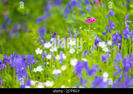 Spring wild flowers ( bluebells, stichwort, campion ) in the English countryside, Peak District Stock Photo