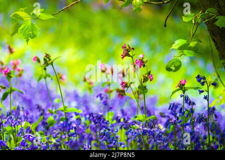 Spring wild flowers ( bluebells, stichwort, campion ) in the English countryside, Peak District Stock Photo