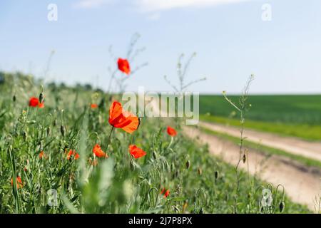 Landscape view of bright red blossoming poppy flowers on beautiful green wildflower grassland meadow along country dirt road against blue sky bright Stock Photo