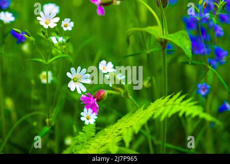 Spring wild flowers ( bluebells, stichwort, campion ) in the English countryside, Peak District Stock Photo