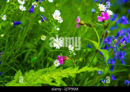 Spring wild flowers ( bluebells, stichwort, campion ) in the English countryside, Peak District Stock Photo