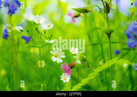 Spring wild flowers ( bluebells, stichwort, campion ) in the English countryside, Peak District Stock Photo