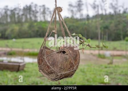 plant cultivated on coconut husk Stock Photo