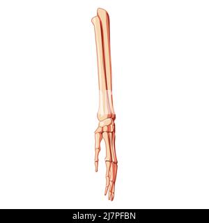 Forearms Skeleton Human front Anterior ventral view. Ulna, radius, hand, carpals, wrist, metacarpals. 3D Anatomically correct realistic flat concept Vector illustration isolated on white background Stock Vector