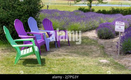Colorful Purple and Green Adirondack Chairs at a U-Pick Lavender Farm in Sequim, WA Stock Photo