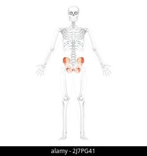 Skeleton hip bone os coxae, innominate, pelvic coxal bone Human front ...