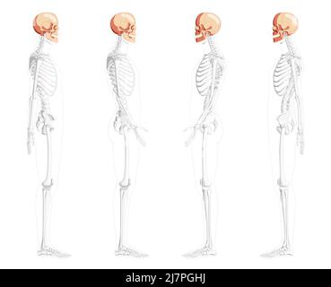 Set of Human head Skull Skeleton side view with front back hands partly transparent body position. Anatomically correct. Chump realistic 3D flat natural color concept Vector illustration isolated Stock Vector