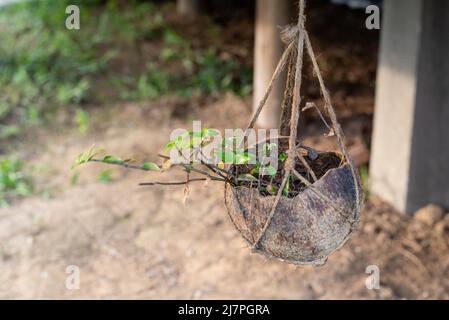 plant cultivated on coconut husk Stock Photo