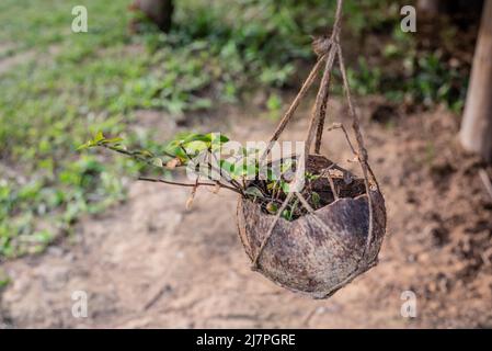 plant cultivated on coconut husk Stock Photo