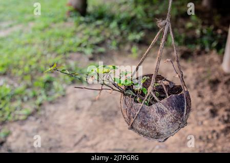 plant cultivated on coconut husk Stock Photo