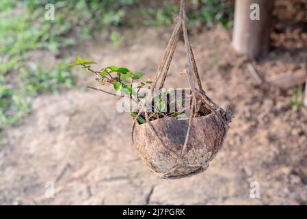 plant cultivated on coconut husk Stock Photo