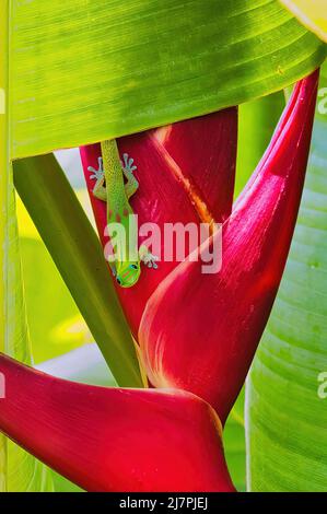 Colorful gold dust gecko resting on a bright neon red heliconia. Stock Photo