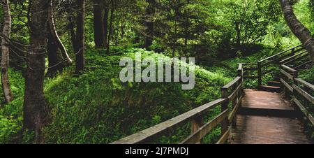 Wood trail, boardwalk, stairs winding through a green forrest Stock Photo