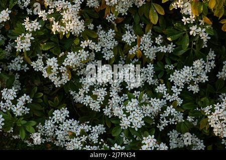 Close up of flowering Choisya ternata evergreen garden shrub seen oudoors in May. Stock Photo