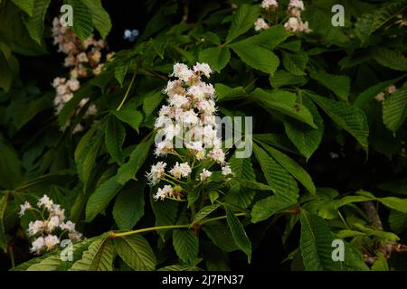 Close up of Aesculus hippocastanum flower seen outdoors in the UK in spring. Stock Photo