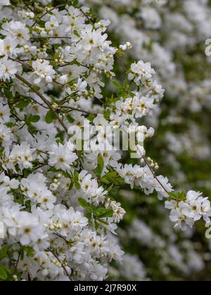 Cluster of hanging Exochorda macrantha The Bride flowers in spring Stock Photo