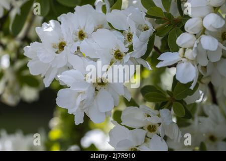 Close up of pure white Exochorda macrantha The Bride flowers in spring Stock Photo