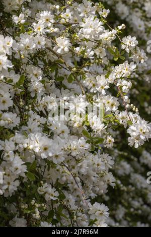 Exochorda macrantha The Bride flowers in spring Stock Photo