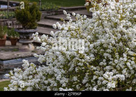Large Exochorda macrantha The Bride bush in flower in spring Stock Photo