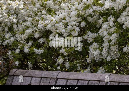 Mass of white Exochorda macrantha The Bride flowers in spring Stock Photo