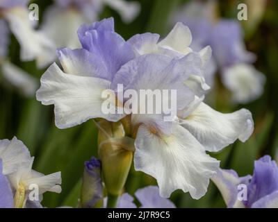 Single pale blue Iris Cannington Skies flower in spring Stock Photo