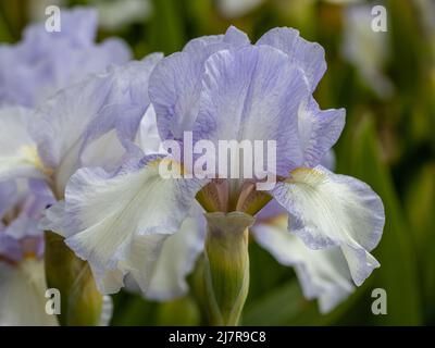 Close up of pale blue Iris Cannington Skies flower in spring Stock Photo