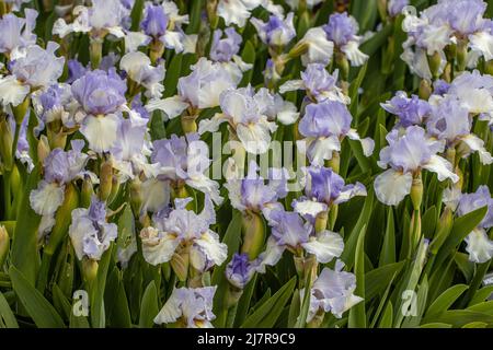 Group of pale blue Iris Cannington Skies flowers in spring Stock Photo