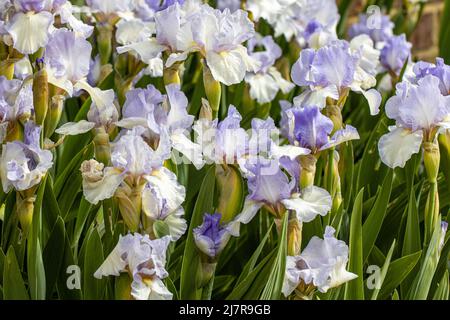 Mass of pale blue Iris Cannington Skies flowers in spring Stock Photo