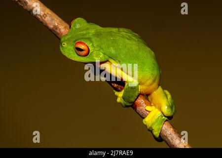 Australian Red-eyed Tree Frog (Litoria chloris) Stock Photo