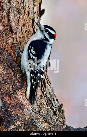 A Downey woodpecker Picoides pubescens; walking up the rough bark on a tree trunk foraging for insects in rural Alberta Canada. Stock Photo