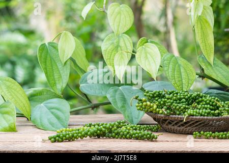 freshly harvested black peppercorns on a outdoor table top, spicy and seasoning ingredient closeup with black pepper plant vine in the background Stock Photo