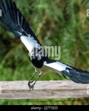 An Angry Male Magpie-lark Grallina cyanoleuca, aka Peewee. Stock Photo