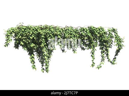 3D illustration climbing plants creepers isolated on white background Stock Photo