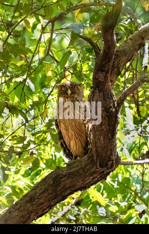 Indian Eagle-Owl, Bubo bengalensis, bird of prey standing in a tree in India Stock Photo