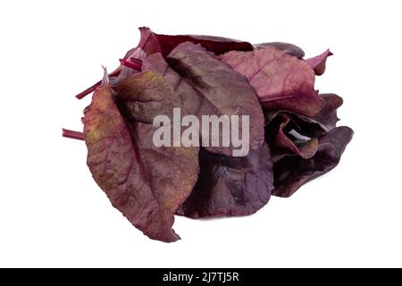 Freshly harvested red beetroot leaves on an isolated white background Stock Photo