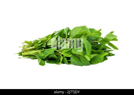 Newly harvested fresh mint on isolated white background Stock Photo