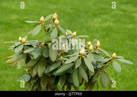 Rhododendron or Rosebay leaves and buds ready to open in spring garden, closeup. Ericaceae evergreen shrub, toxic leaves. Azalea, decorative shrubs Stock Photo