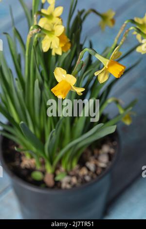 Yellow narcissus flower in bloom on a green plant on a tiny black pot Stock Photo