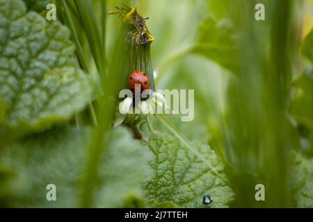 Ladybug on a dandelion flower Stock Photo