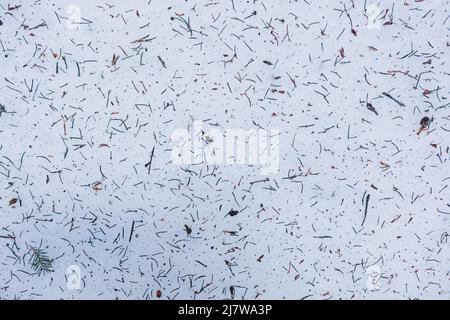 background with needles from a pinetree on the snow surface Stock Photo