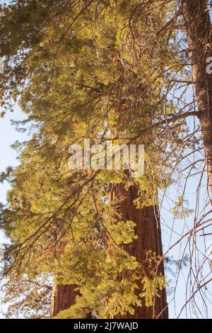 Autumnal natural landscape from Yosemite National Park, California, United States Stock Photo