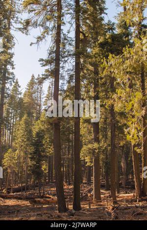 Autumnal natural landscape from Yosemite National Park, California, United States Stock Photo