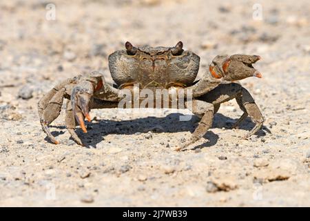 Crab on ground Stock Photo