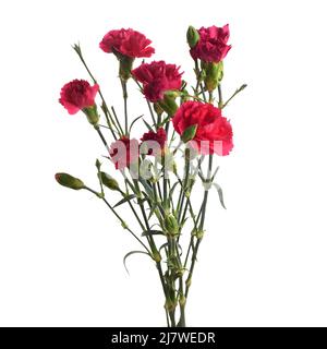 Branch pink carnation flowers isolated on white background Stock Photo