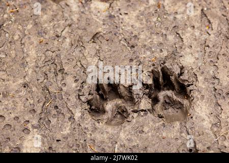 Dog paw prints in the mud Stock Photo