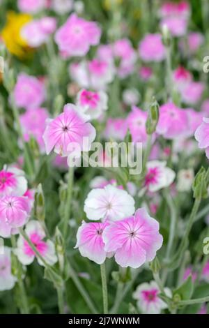 Lychnis coronaria 'Angel's Blush' Rose Campion 'Angel's Blush'. Pink flowers with white rims Stock Photo