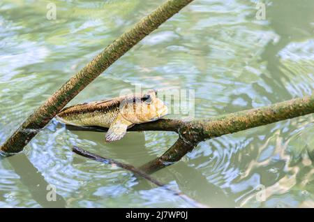 The Muskipper Amphibious fish in mangrove forest.Thailand Stock Photo