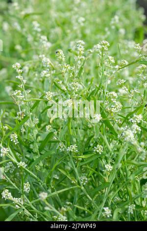 Cress (Lepidium sativum), also referred to as garden cress or curly cress Stock Photo