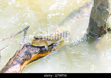 The Muskipper Amphibious fish in mangrove forest.Thailand Stock Photo