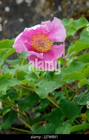 Paeonia mascula, wild peony, coral peony, English peony. Single pink flower Stock Photo